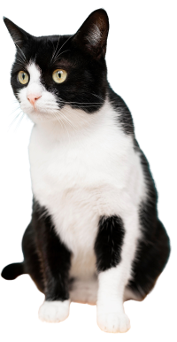 Contacto-gato