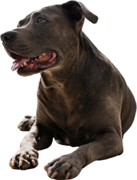 Diagnóstico-perro