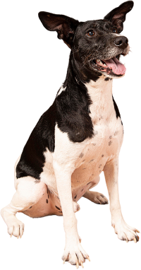 Identificación-perro