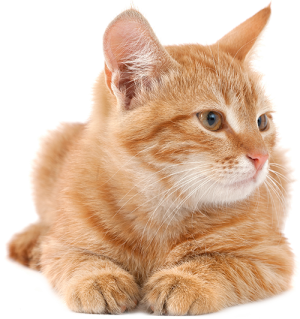 Medicina-interna-gato